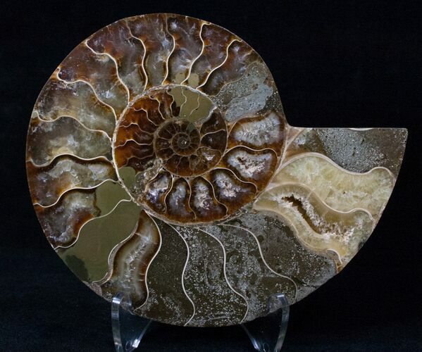 Agatized Ammonite Fossil (Half) #16511